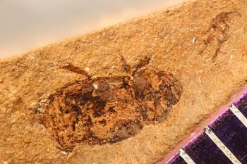 Media type: image;   Entomology PALE-4060